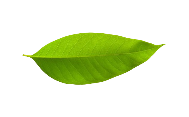 leaf